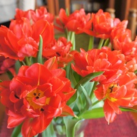Tulipany na razie szklarniowe