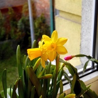 Wiosna na parapecie :) 