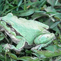 Zielona żabka.