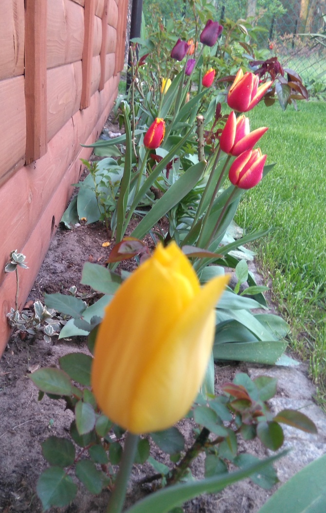 Czas tulipanów