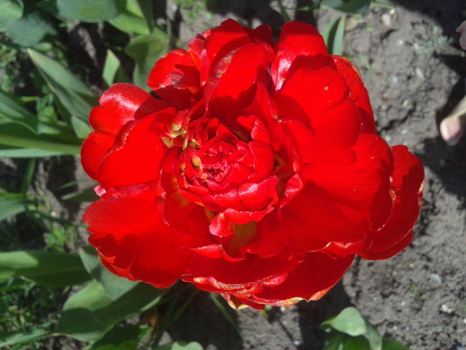 czerwony tulip