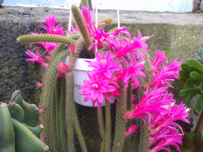 Kaktus z wystawy