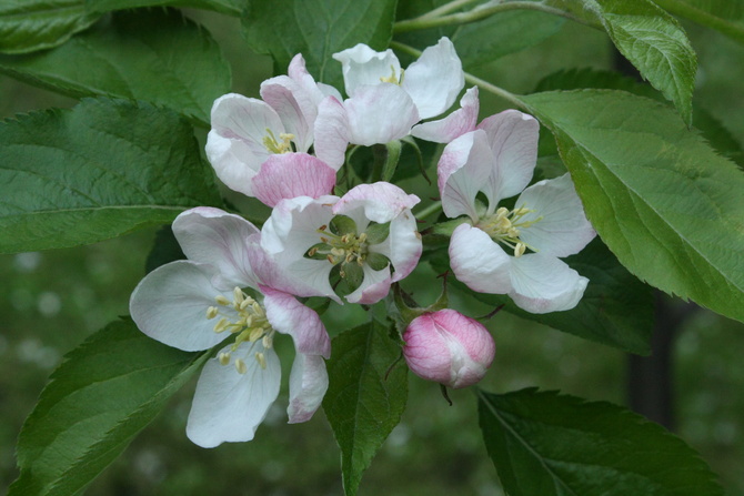 Kwiaty mojej jabłonki :)