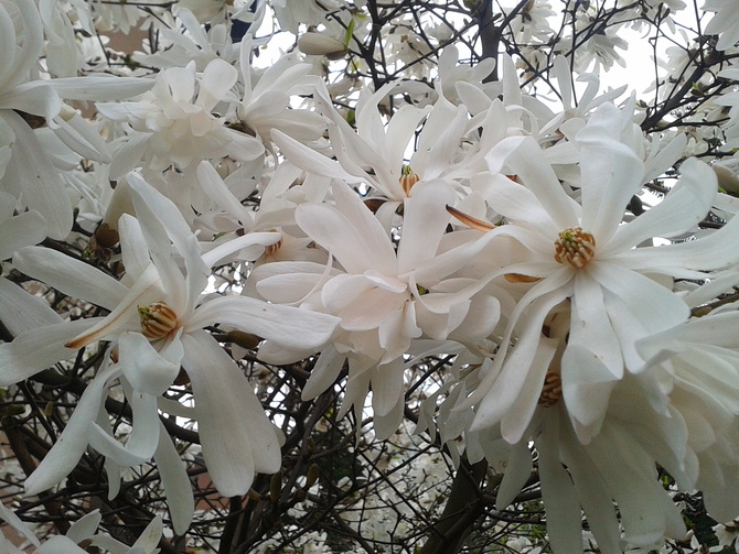 Kwitną magnolie