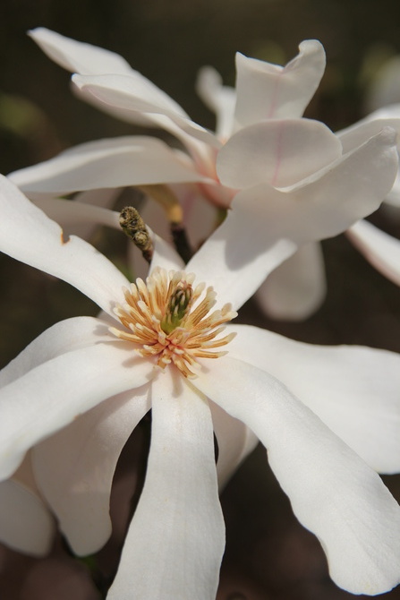 Magnolia gwiaździsta (M. Stellata)