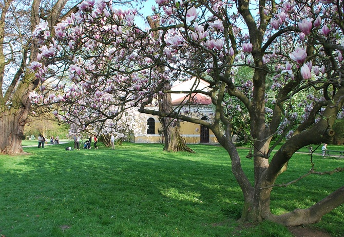 Magnolie w parku w Łańcucie