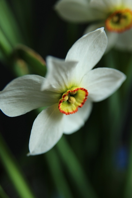 Narcyz biały (Narcissus poeticus)