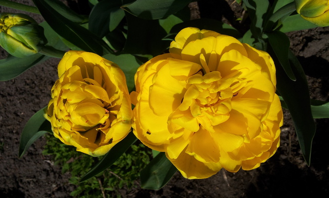 Nowe tulipany.