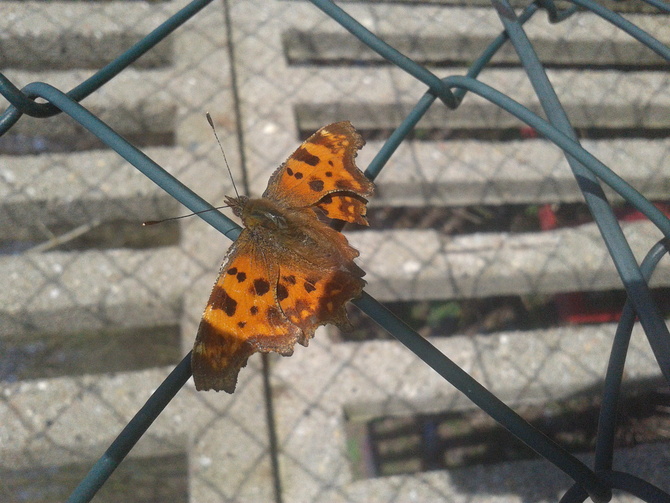 Pierwszy motyl 