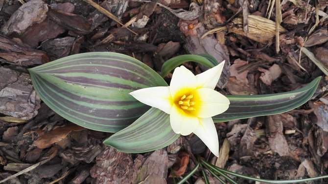pierwszy tulipan w ogródku