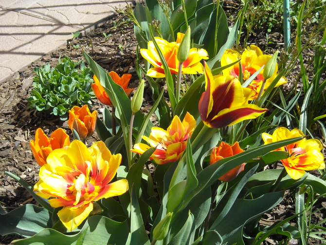 Płomienne tulipany:)