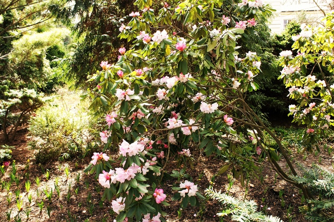 Rhododendron też już kwitnie 