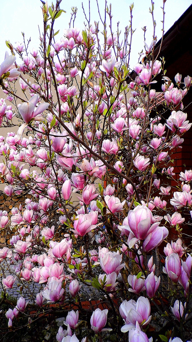 Róż magnolii w dzisiejszym słonku