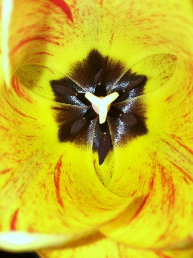 Serce kwiatu tulipana.