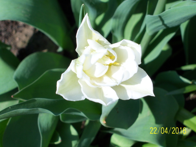 tulipan biały