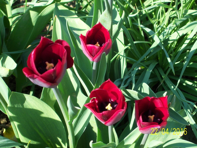 tulipan BLACK HERO