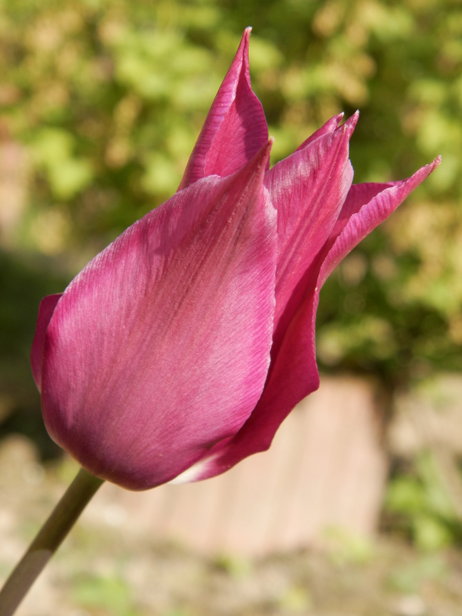 Tulipan fioletowy.