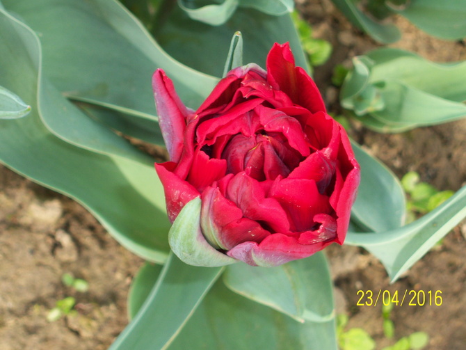 tulipan RED PRINCESS