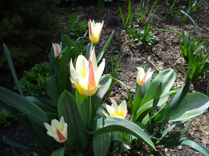 tulipan też już cieszy