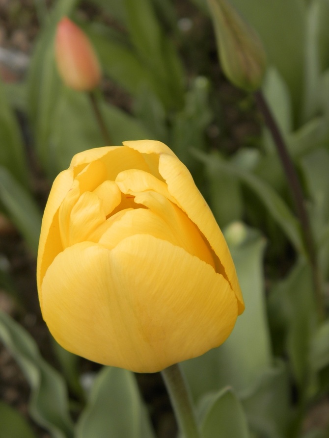 Tulipan żółty.