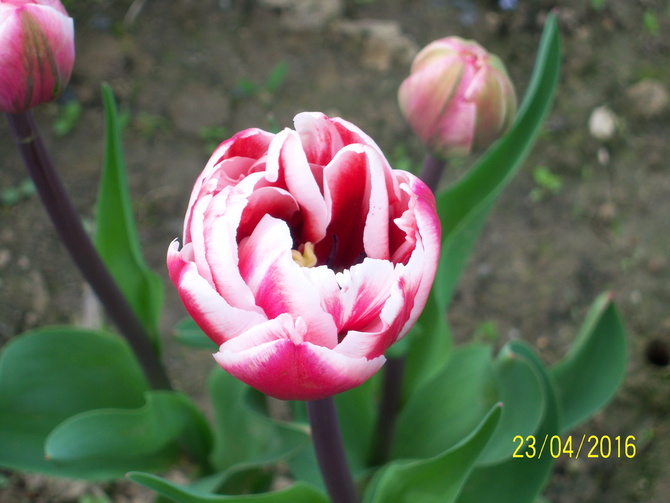 tulipan...