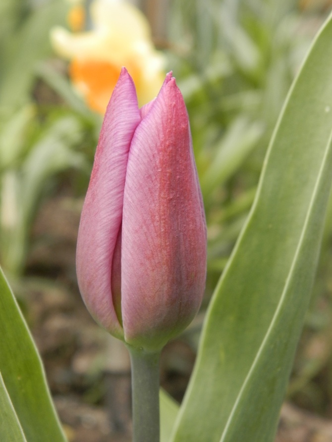 Tulipan fioletowy.