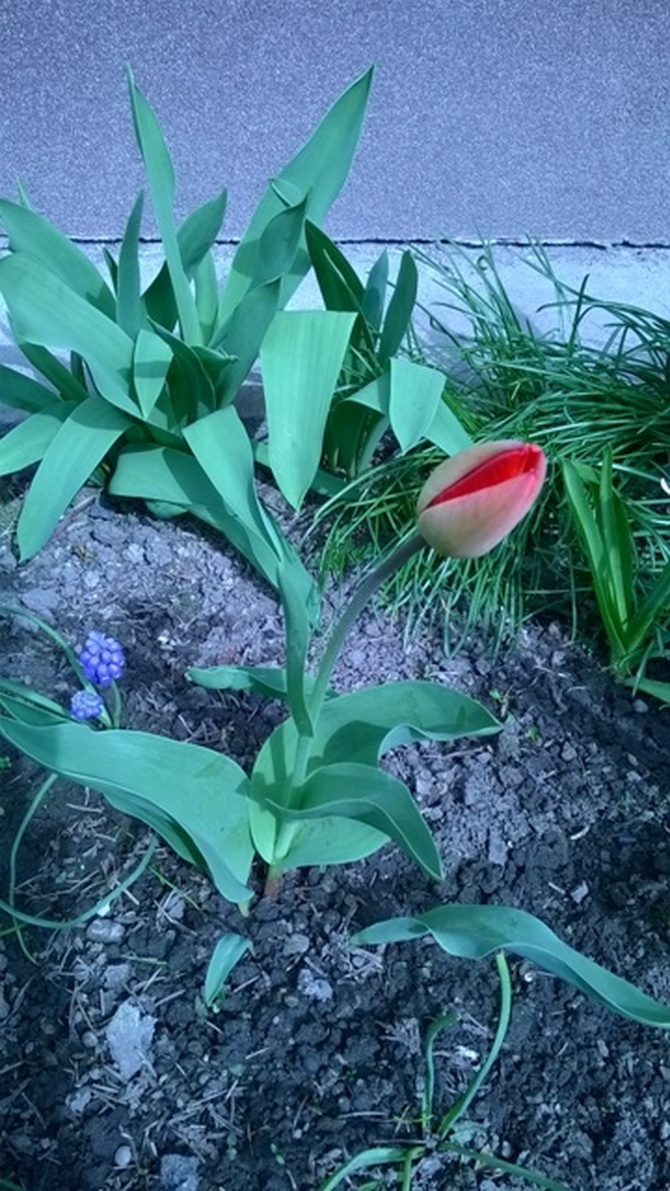 Tulipanik pod moim oknem :)