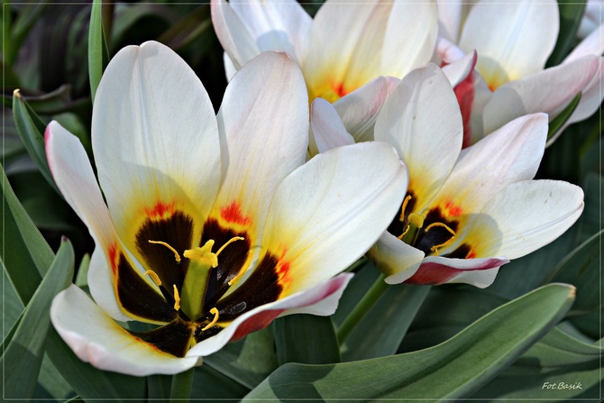 Tulipanowe ślicznotki...