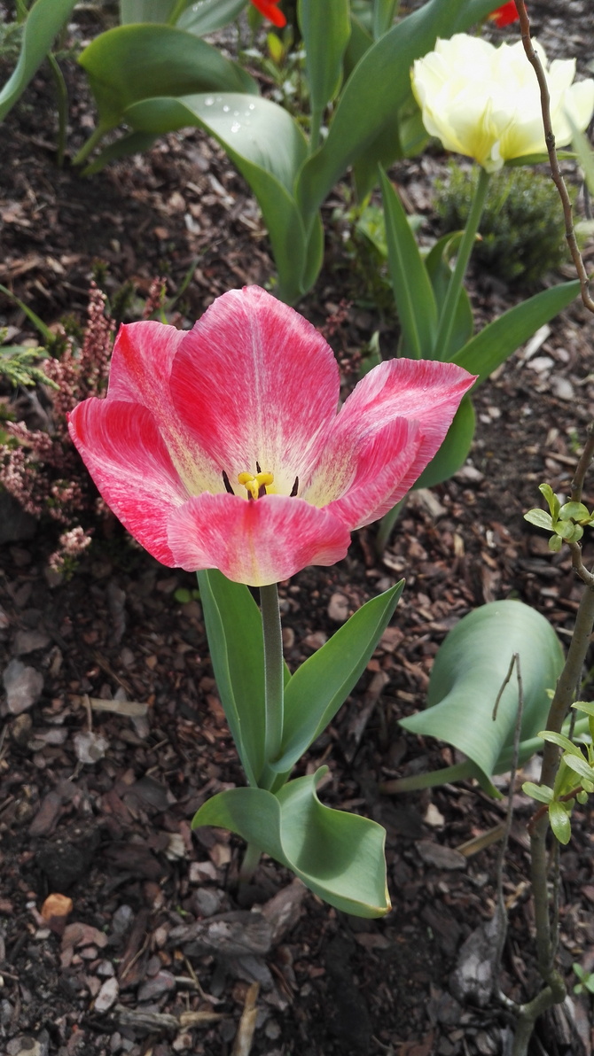 tulipanowe uśmiechy