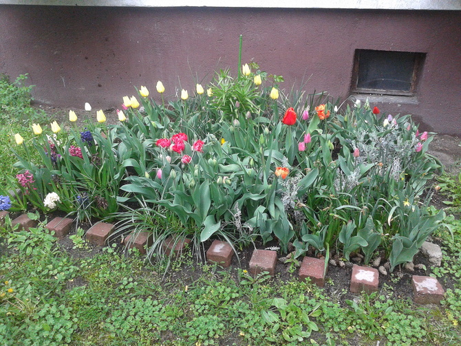 tulipanowy ogródek pod blokiem