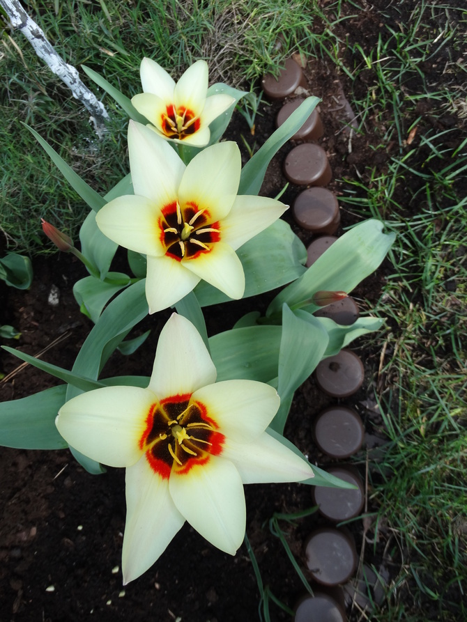 Tulipany :-)
