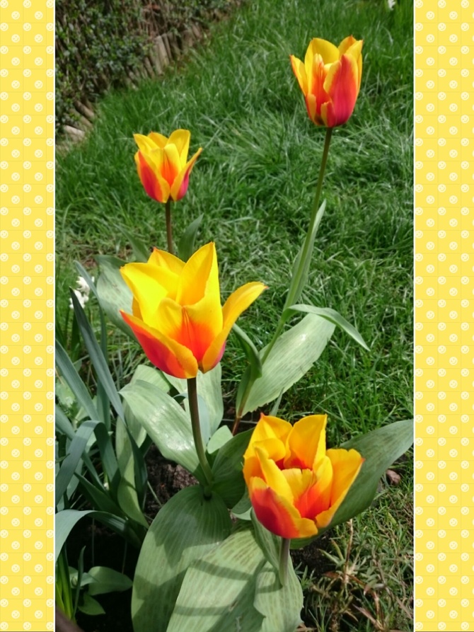 Tulipany :-)