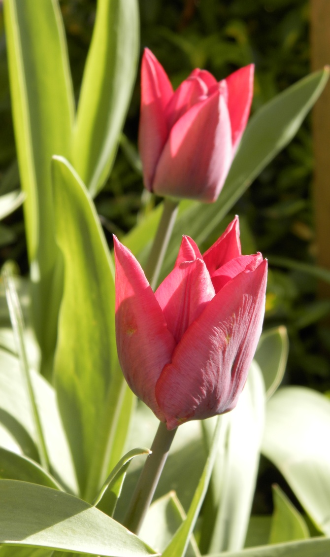 Tulipany ciemno- czerwone.