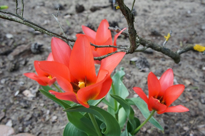 Tulipany na udany początek tygodnia 