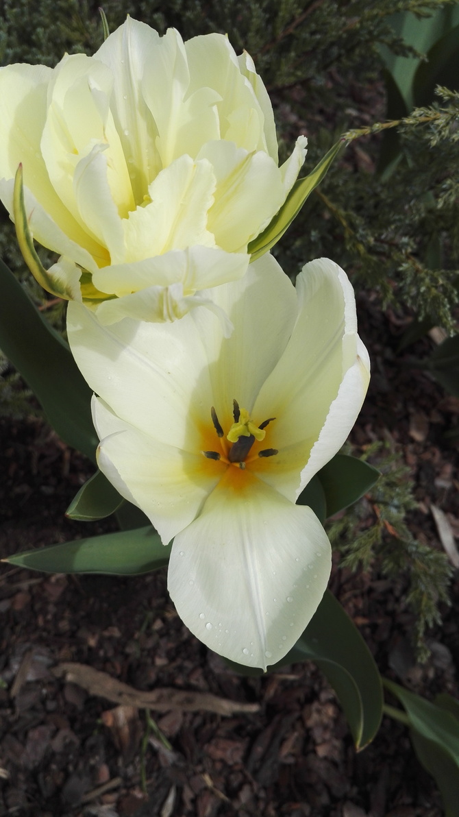 tulipany pozdrawiają
