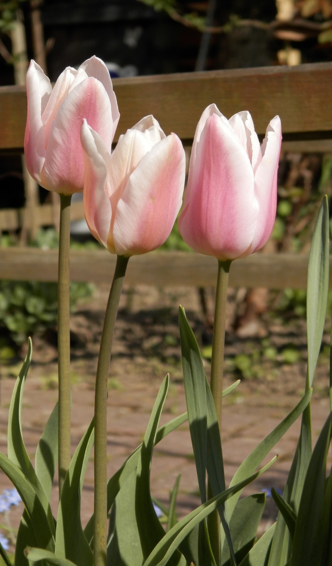 Tulipany różowe