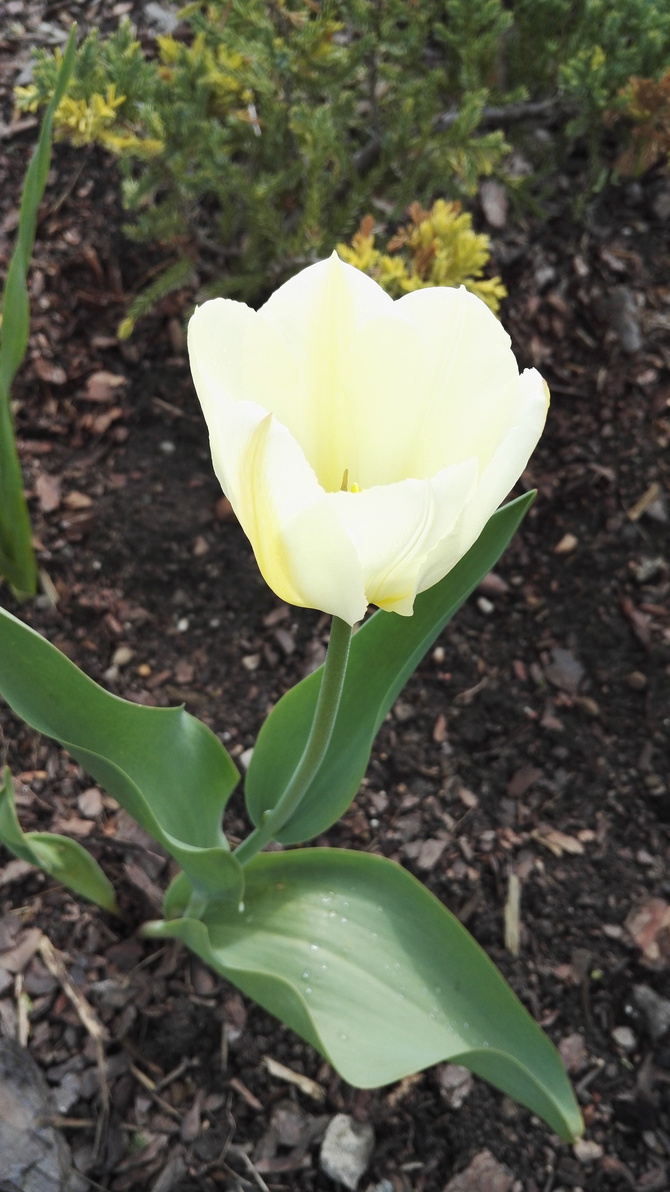 tulipany tulipany