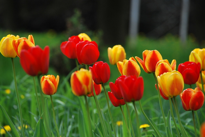 Tulipany, tulipany