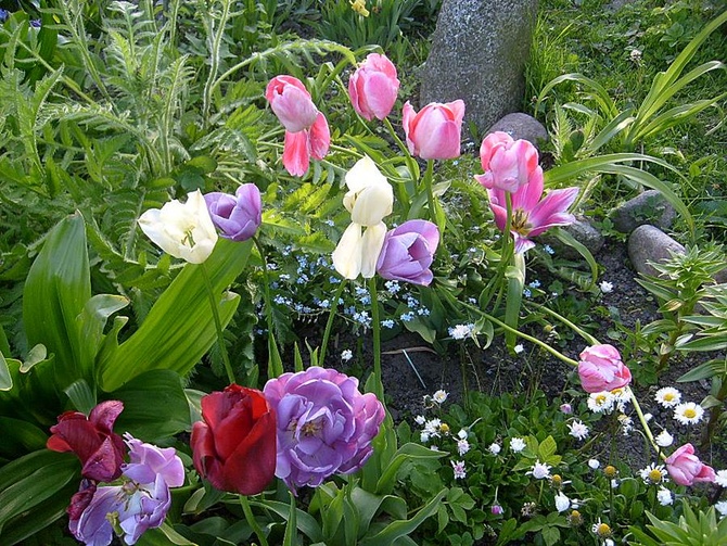 Tulipany,różne odmiany