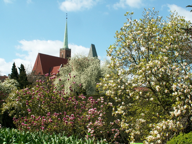 Wrocławski Ogród Botaniczny,kwitną magnolie