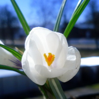Białe kwiaty.