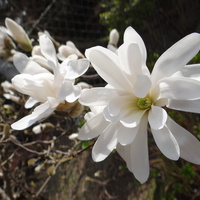 Bieli się moja magnolia gwiaździsta