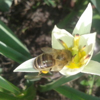 bzykuszka w tulipie