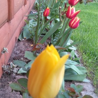 Czas tulipanów