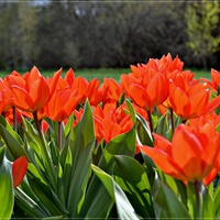 Energetyczne tulipany...