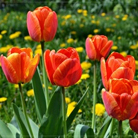 Energetyczne tulipany....