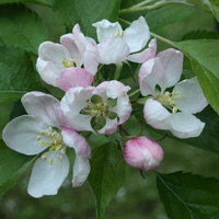 Kwiaty mojej jabłonki :)