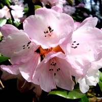 Kwitnący rododendron z Ogr. Bot.  Makro.