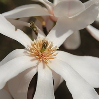 Magnolia gwiaździsta (M. Stellata)