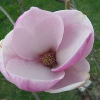 Magnolia Niestety Pr